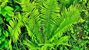 Папоротник