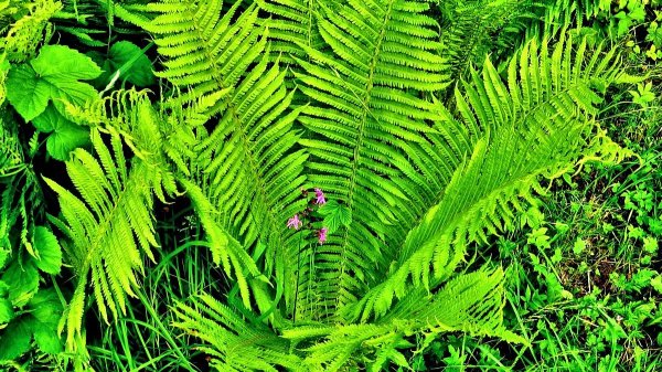 Папоротник