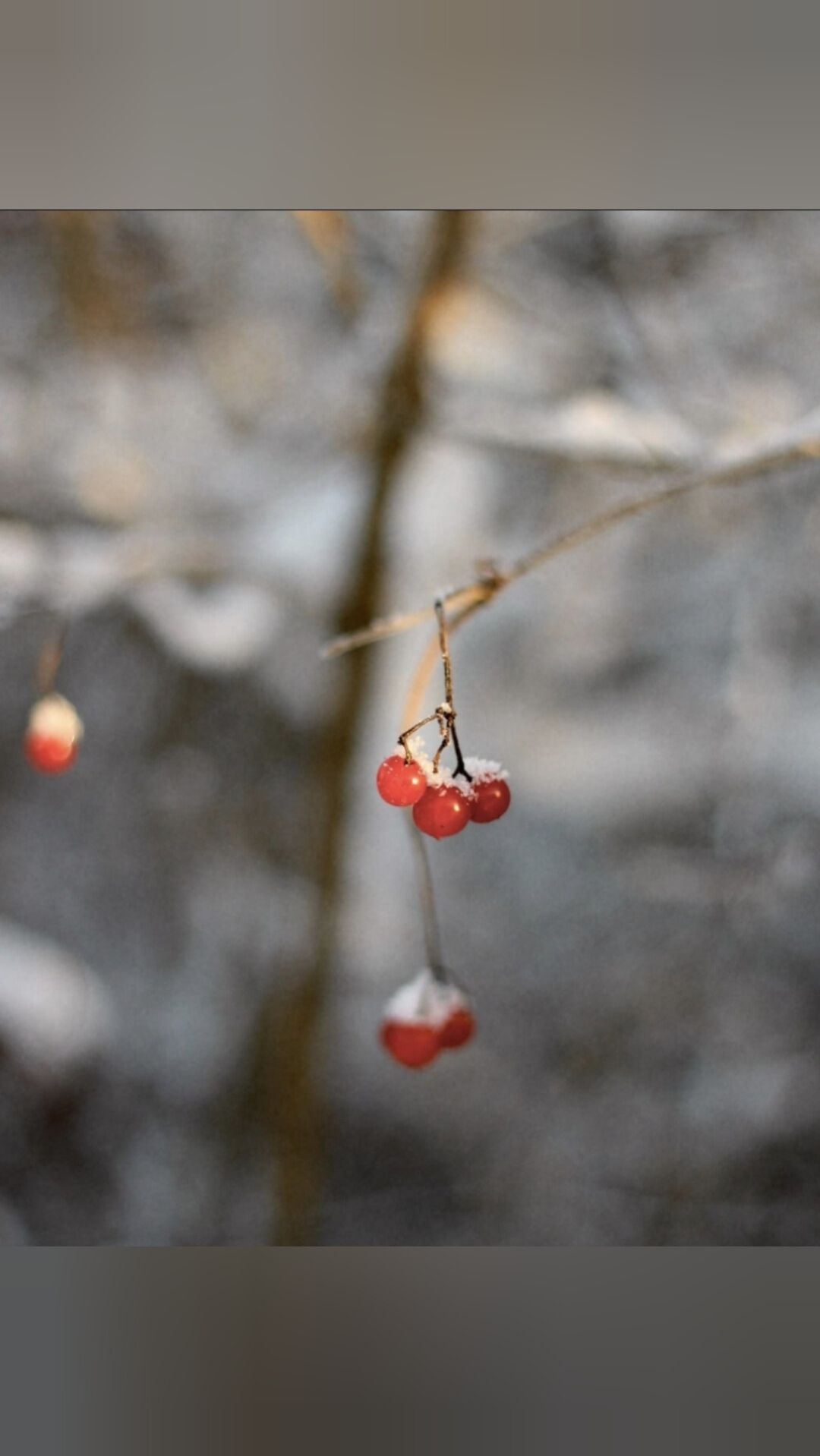 10.01.2026❄️Снт Правобережное!🌨Светогорск!👍Фото от дачников!📸 смотреть онлайн