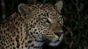 Большие Кошки: Часть 3 | Документальный Фильм про Диких Больших Кошек