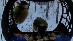 Верчений шведский стол: личинки, сало, семечки, яйцо.