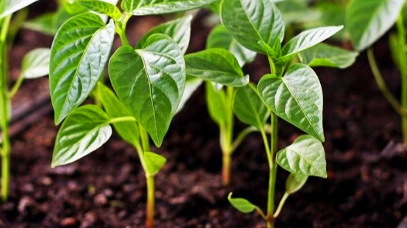 2025 год (архив) МОЯ РАССАДА ПЕРЦЕВ И ТОМАТОВ смотреть онлайн