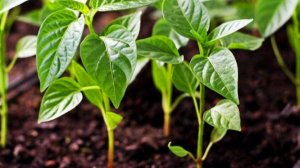 2025 год (архив) МОЯ РАССАДА ПЕРЦЕВ И ТОМАТОВ