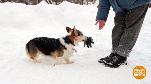 Собака, подай перчатку! Доброе утро. Фрагмент выпуска от 12.02.2026
