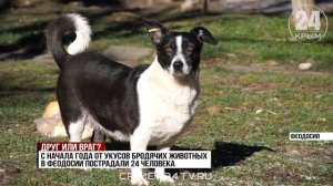 Бродячие собаки регулярно нападают на прохожих в центре Феодосии