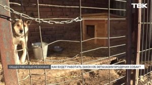 Больше 1 тыс. собак в приютах Красноярска могут усыпить с 1 марта