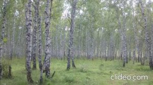 Дождалась меня Родная...-SUNO - стихи. Николай Гольбрайх