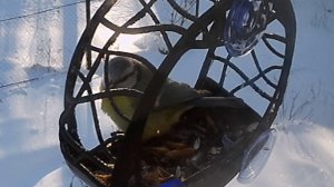 Откормили лазоревку до Шар-Лазоревка