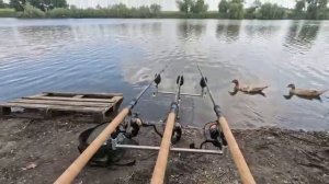 Тут ловится и чёрный амур, рыбалка на флэт фидер