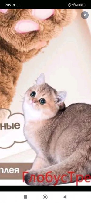 🐱🐱🐱🐈🐱🐈🐱🐱🐈🐱🐈🐱🐈🐈🐈🐱🐈🐱🐈🐈🐈🐱🐈🐱🐈🐱🐈🐱🐈🐱🐈🐱🐈🐱🐈🐱🐱🐱🐱🐈🐈🐈🐈🐱🐈🐱🐈🐱🐈🐱