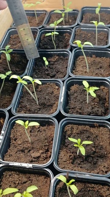 Автономная теплица. Рассада смотреть онлайн