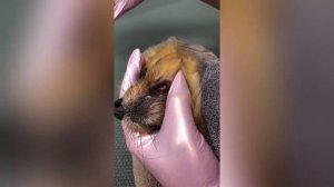 УЗ-чистка зубов собаке