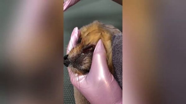 УЗ-чистка зубов собаке