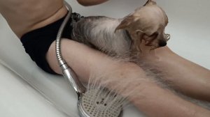 Купание Кики и Джерри/о том как уживаются две собаки в одном доме