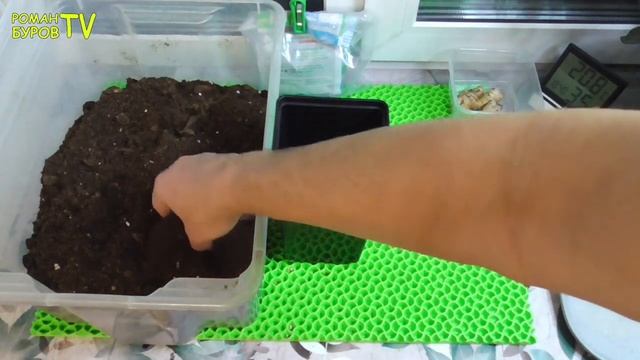 КАК ВЫРАСТИТЬ САЖЕНЦЫ ВИНОГРАДА ИЗ ЧЕРЕНКА _ ВЫРАЩИВАНИЕ САЖЕНЦЕВ ВИНОГРАДА ИЗ ЧЕРЕНКОВ