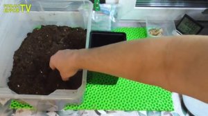 КАК ВЫРАСТИТЬ САЖЕНЦЫ ВИНОГРАДА ИЗ ЧЕРЕНКА _ ВЫРАЩИВАНИЕ САЖЕНЦЕВ ВИНОГРАДА ИЗ ЧЕРЕНКОВ