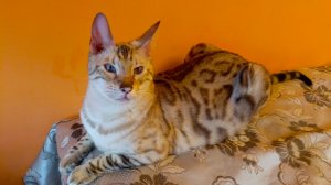 Бенгальский кот в гостях у котика Салема.