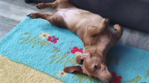 обзор на игрушки весты 2