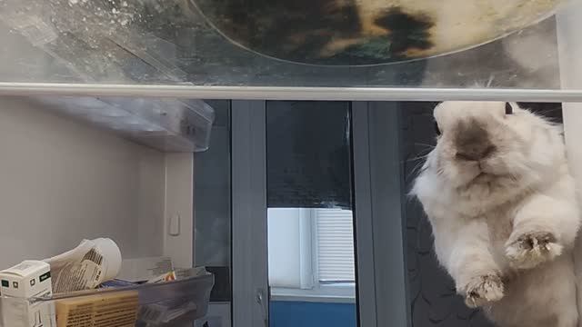 I'm a 3-year-old rabbit named Putika, and I live in a dying Russian village. смотреть онлайн