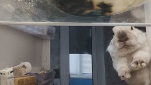 I'm a 3-year-old rabbit named Putika, and I live in a dying Russian village.