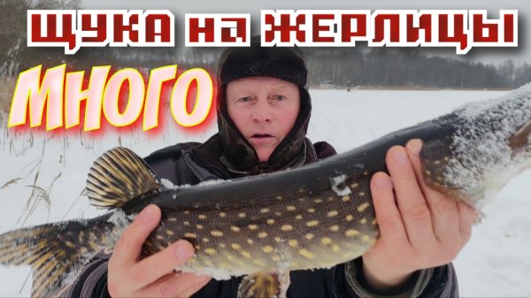 Щука на Жерлицы MANKO. Мой MIR 9112380172431704 ZHOHLA VIACHASLAU.