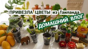 Влог🌸 Привезла цветы и другие покупки из Таиланда.Запах домашнего хлеба