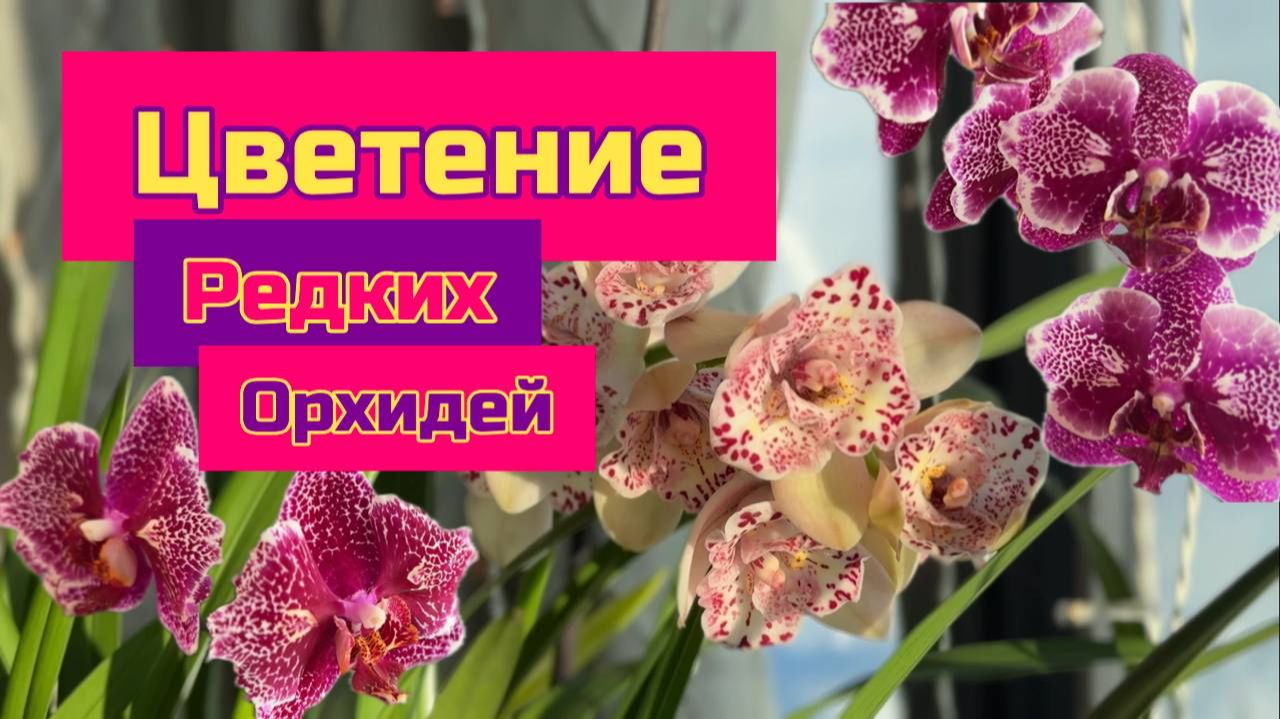 Домашнее цветение редких орхидей фаленопсис, бабочки, пелорики и цимбидиум бабочка смотреть онлайн