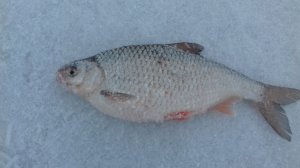 Рыбалка на Москве-реке дала результат несмотря на бесклёвье.