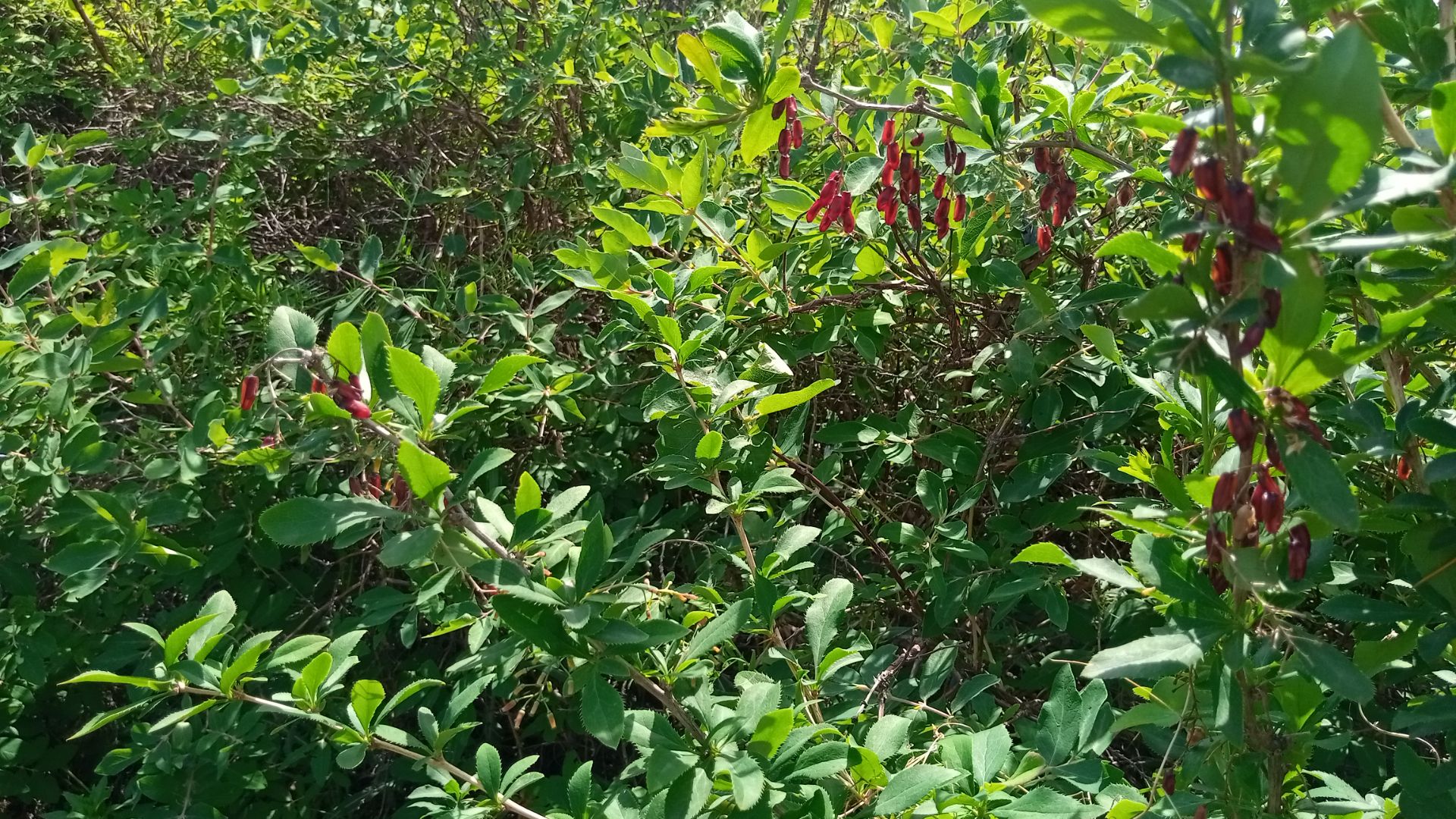 апрель 25 года пчелы на грядках смотреть онлайн