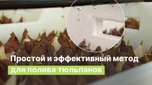 Капельный полив на выгонке тюльпанов: как устроена система