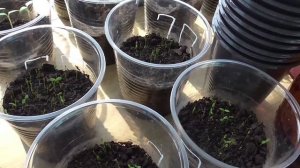 Выращивание корневого сельдерея