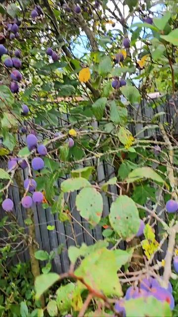 Много слив. #слива #природа #фрукты #еда #сливы смотреть онлайн