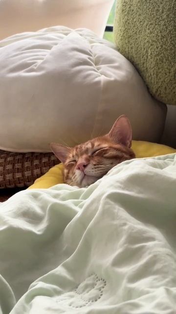 сладкий сон