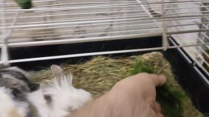 Зелень идёт к вам