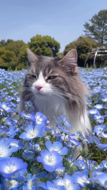 красота кошачья