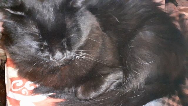 Мишка дома.