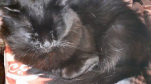 Мишка дома.