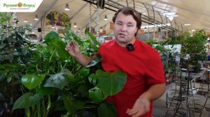 Уход за монстерой.