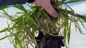 Еланчик/бобовые