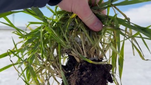 Еланчик/бобовые