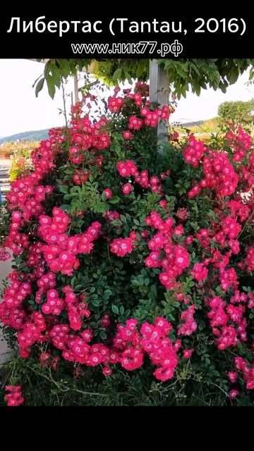 Роза Либертас (Плетистая) - Libertas  (Tantau 2016)