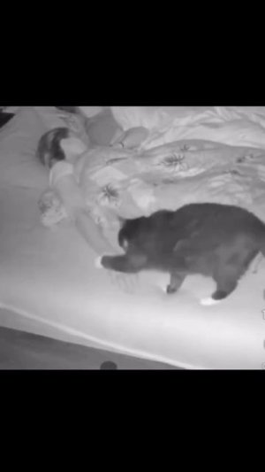 Город засыпает, просыпается мафия