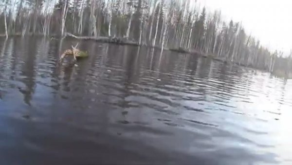 Рыбалка в глухой Карельской Тайге!Кузю чуть не съела,Рыжая огромная щука,под сосной!