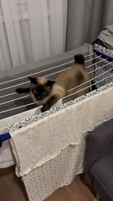 Выступление на брусьях прошло успешно, все десять баллов этому котсмену смотреть онлайн