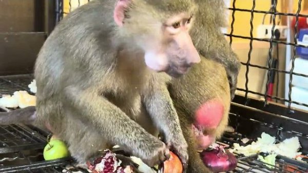 Атаман Тайгановский Степан с королевишной Люсико трапезничать кашкой изволят😁