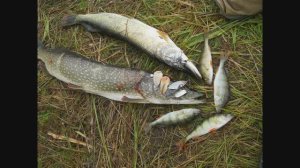 Спиннинг.Щука.Осень.Колебалки.