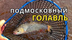 Голавль привередничает!  Бодрое утро на реке!