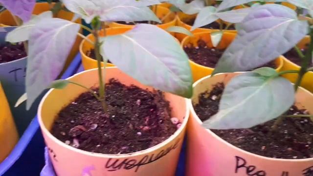 2228.  Для рассады очень важное мероприятие! Не пропустите!