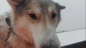 В санях с лайками