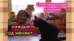 КОШКИ С ОЗВУЧКОЙ